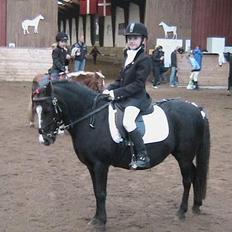 Welsh Pony af Cob-type (sec C) Kivi (SOLGT) 