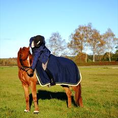 Anden særlig race Moonlight