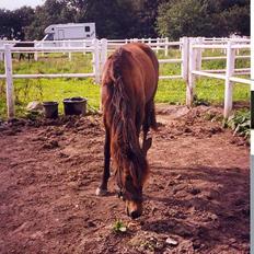 Traver Nostredamus Spirit