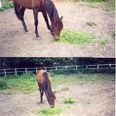 Traver Nostredamus Spirit