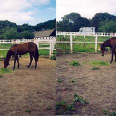 Traver Nostredamus Spirit