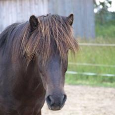 Islænder Pipar fra Gl. Ladegård 2