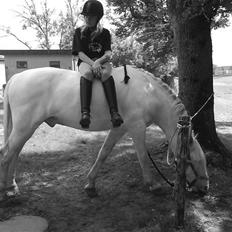 Connemara Mosevangs Cocu