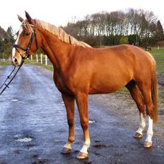 Dansk Varmblod Kasandra Ditlev