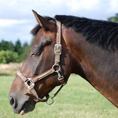 Anden særlig race Mosely's Monte Carlo