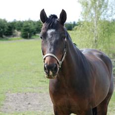 Anden særlig race Mosely's Monte Carlo