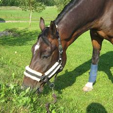 Anden særlig race Mosely's Monte Carlo