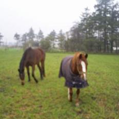 Anden særlig race Tarzan