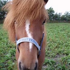 Islænder Glámur f. Højtofte