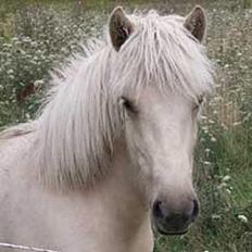 Islænder Svana fra Sigyn