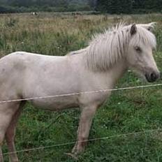 Islænder Svana fra Sigyn