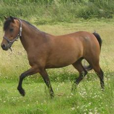 Anden særlig race Lizette