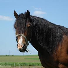 Welsh Cob (sec D) Rolighedens Jackpot -SOLGT