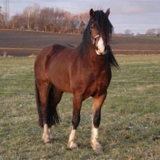 Welsh Cob (sec D) Rolighedens Jackpot -SOLGT