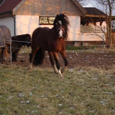 Welsh Cob (sec D) Rolighedens Jackpot -SOLGT