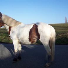 DSP Pedersmindes Ofelia<3