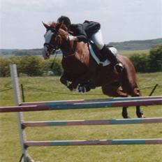 Anden særlig race Sahara