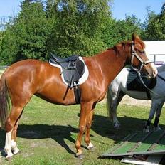 Anden særlig race Sahara