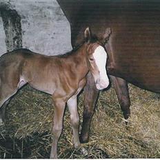 Anden særlig race Sahara