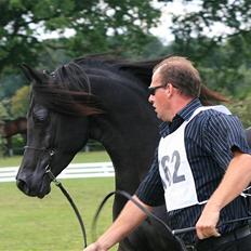 Arabisk fuldblod (OX) PA Nafal Ibn Sharim - RIP