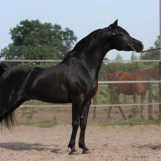 Arabisk fuldblod (OX) PA Nafal Ibn Sharim - RIP