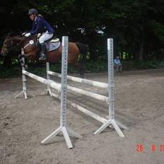 Hollandsk Sportspony Domenique<3 B-pony Soulmate