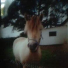 Fjordhest Elke Halsnæs (DØD)