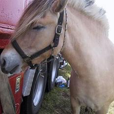Fjordhest Elke Halsnæs (DØD)