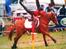 Hollandsk Sportspony Roxanne(Foxy Roxy)solgt - foxy er flyvende