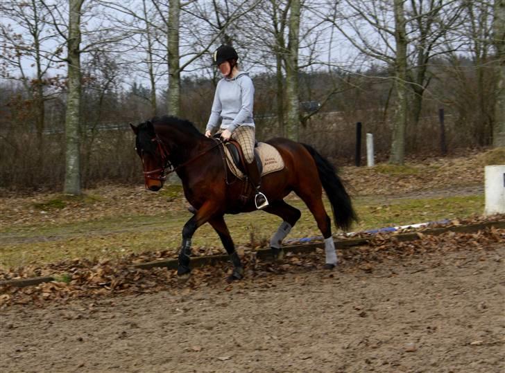 Connemara Torps Oliver  ( Solgt) - min dreng ( :  billede 9