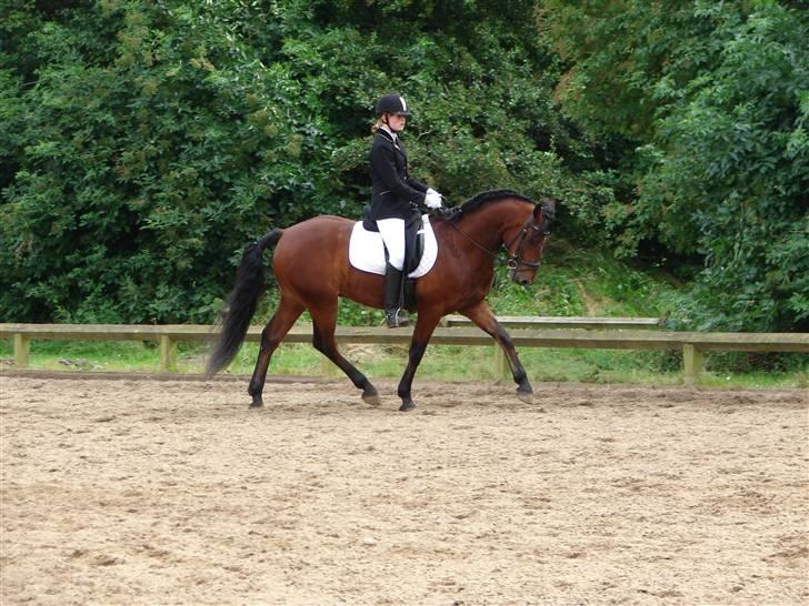 Connemara Torps Oliver  ( Solgt) - mig og oliver stævne billede 13