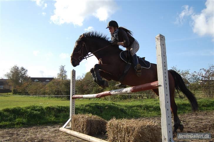 Connemara Torps Oliver  ( Solgt) - mig og oliver træning. hjemme billede 14