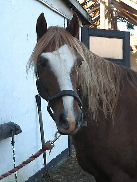 Welsh Pony af Cob-type (sec C) synod Grant(gammel part)  - min smukke pony <3 foto: mig  billede 2