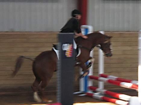 Welsh Pony af Cob-type (sec C) synod Grant(gammel part)  - et lille hop (: foto: det kreative fotografi billede 5