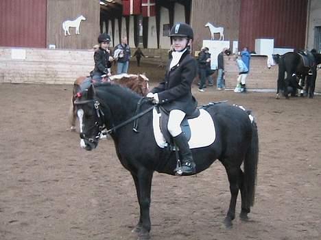 Welsh Pony af Cob-type (sec C) Kivi (SOLGT)  - mig og Kivi til stævne! vi vandt en 1. plads i lx. (2007) billede 1
