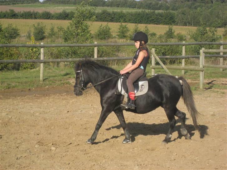 Welsh Pony af Cob-type (sec C) Kivi (SOLGT)  - Kivi og Lillesøs opvarmer til springundervisning(2009) billede 2