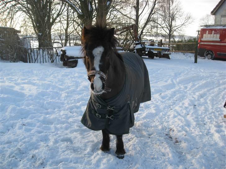 Welsh Pony af Cob-type (sec C) Kivi (SOLGT)  - ´*NY* 2010Lille kære pony<3 billede 3