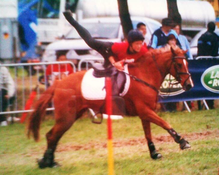 Hollandsk Sportspony Roxanne(Foxy Roxy)solgt - foxy er flyvende billede 1