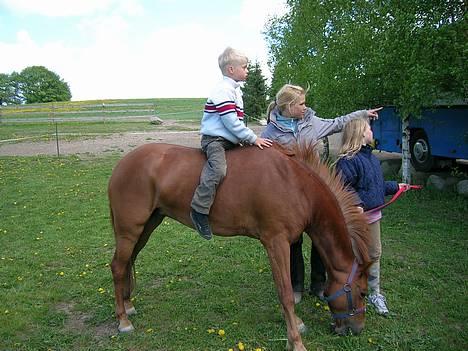 Hollandsk Sportspony Roxanne(Foxy Roxy)solgt - =) billede 2