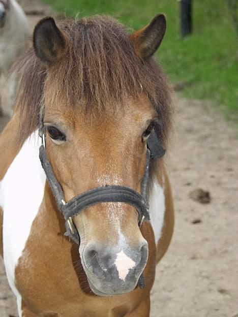 Shetlænder Surprice(Død d. 27/05/08) - her er den dejliste pony i verden billede 1