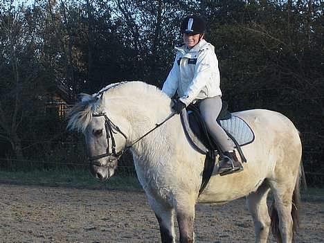 Fjordhest Filur :D billede 1