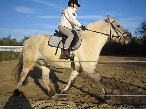 Fjordhest Filur :D billede 2