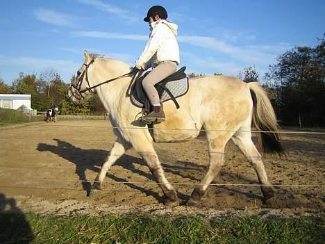 Fjordhest Filur :D billede 3