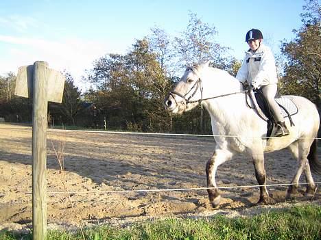 Fjordhest Filur :D billede 4