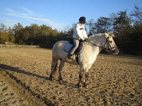 Fjordhest Filur :D billede 5