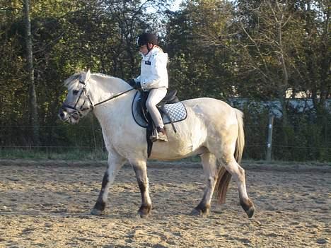 Fjordhest Filur :D billede 6