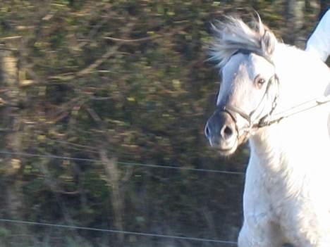 Fjordhest Filur :D billede 7