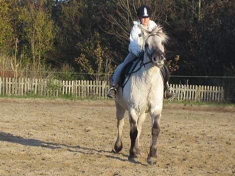 Fjordhest Filur :D billede 8