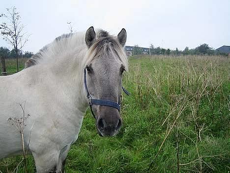 Fjordhest Filur :D billede 9