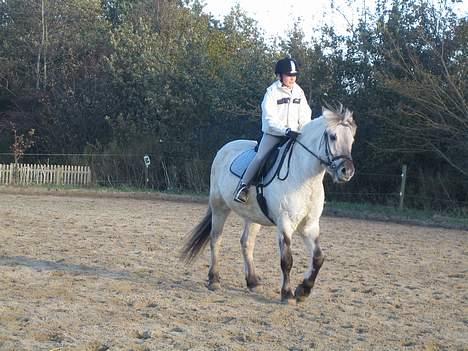 Fjordhest Filur :D billede 10